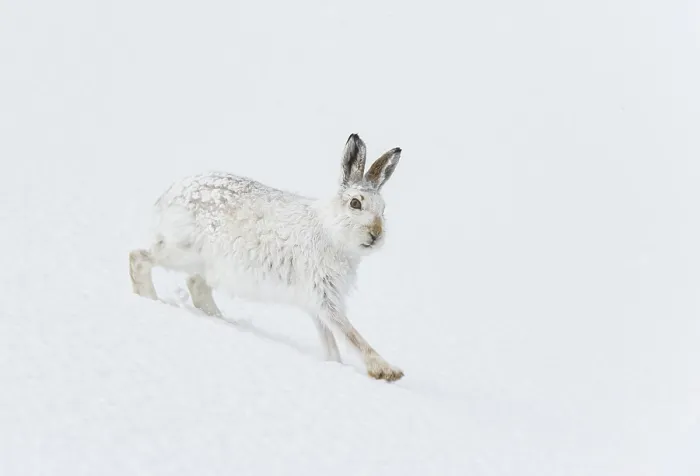Framed Print : Mountain hare (Lepus timidus) in winter coat, running across an ice field, Cairngorms National Park, Scotland, UK. February Framed Print : Mountain hare (Lepus timidus) in winter coat, running across an ice field, Cairngorms National Park, Scotland, UK. February