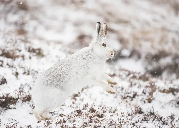 Framed Print : Mountain hare (Lepus timidus) in winter coat, standing on hind legs shaking snow from its paws, Cairngorms National Park, Scotland, UK. February
