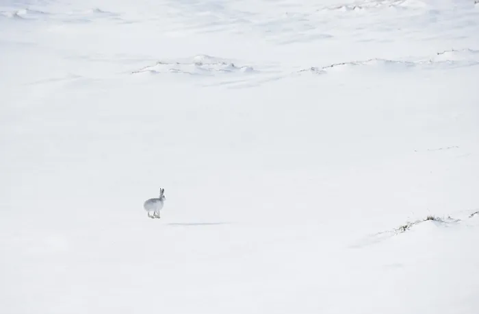 Framed Print : Mountain hare (Lepus timidus) in winter coat, running across an ice field, Cairngorms National Park, Scotland, UK. February Framed Print : Mountain hare (Lepus timidus) in winter coat, running across an ice field, Cairngorms National Park, Scotland, UK. February