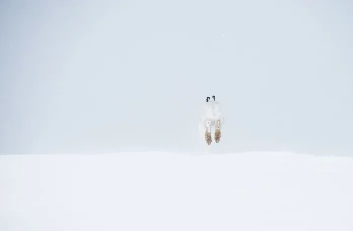 Framed Print : Mountain hare (Lepus timidus) in winter coat, running across snow, Cairngorms National Park, Scotland, UK. February Framed Print : Mountain hare (Lepus timidus) in winter coat, running across snow, Cairngorms National Park, Scotland, UK. February