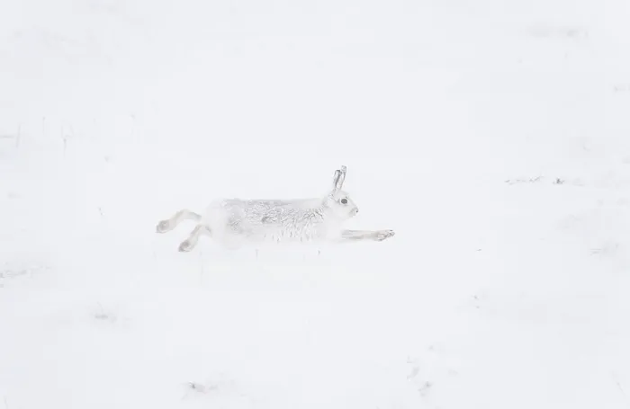 Framed Print : Mountain hare (Lepus timidus) in winter coat, running across snow, Cairngorms National Park, Scotland, UK. February Framed Print : Mountain hare (Lepus timidus) in winter coat, running across snow, Cairngorms National Park, Scotland, UK. February