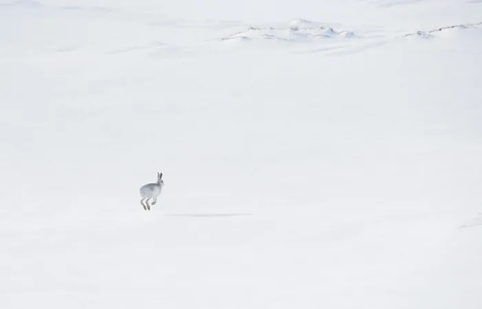 Framed Print : Mountain hare (Lepus timidus) in winter coat, running across ice field, Cairngorms National Park, Scotland, UK. February