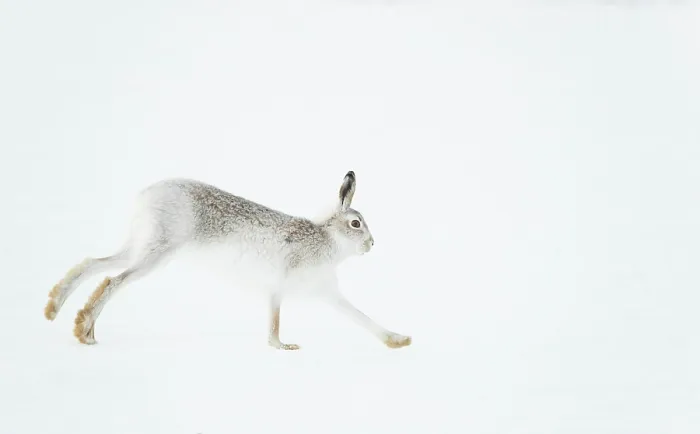 Framed Print : Mountain hare (Lepus timidus) in winter coat, running across ice field, Cairngorms National Park, Scotland, UK. February Framed Print : Mountain hare (Lepus timidus) in winter coat, running across ice field, Cairngorms National Park, Scotland, UK. February