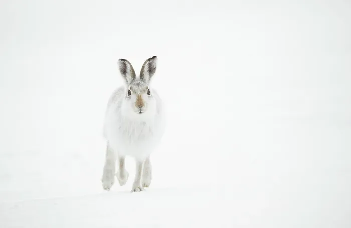Framed Print : Mountain hare (Lepus timidus) in winter coat, running across snow, Cairngorms National Park, Scotland, UK. February Framed Print : Mountain hare (Lepus timidus) in winter coat, running across snow, Cairngorms National Park, Scotland, UK. February