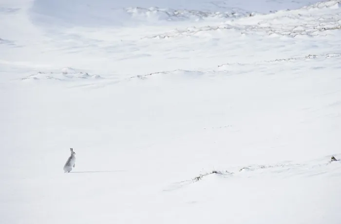 Framed Print : Mountain hare (Lepus timidus) in winter coat, standing alert on ice field, Cairngorms National Park, Scotland, UK. February Framed Print : Mountain hare (Lepus timidus) in winter coat, standing alert on ice field, Cairngorms National Park, Scotland, UK. February