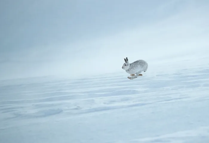 Framed Print : Mountain hare (Lepus timidus) in winter coat, running at full speed over snow, Cairngorms National Park, Scotland, UK. February Framed Print : Mountain hare (Lepus timidus) in winter coat, running at full speed over snow, Cairngorms National Park, Scotland, UK. February