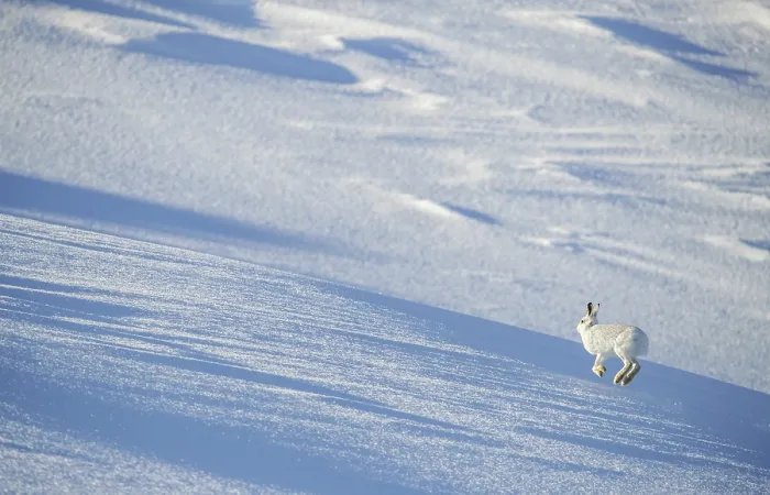 Framed Print : Mountain hare (Lepus timidus) in winter coat, running up an exposed ice field, Cairngorms National Park, Scotland, UK. February Framed Print : Mountain hare (Lepus timidus) in winter coat, running up an exposed ice field, Cairngorms National Park, Scotland, UK. February