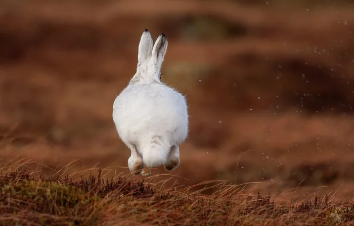 Framed Print : Mountain hare (Lepus timidus) in winter coat, bounding across open moorland, Monadhliath Mountains, Scotland, UK. March Framed Print : Mountain hare (Lepus timidus) in winter coat, bounding across open moorland, Monadhliath Mountains, Scotland, UK. March