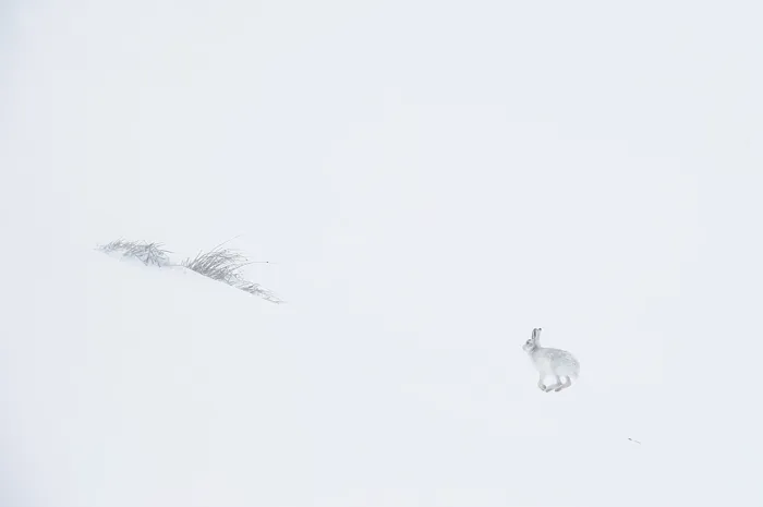 Framed Print : Mountain hare (Lepus timidus) in winter coat, running across ice field, Cairngorms National Park, Scotland, UK. February Framed Print : Mountain hare (Lepus timidus) in winter coat, running across ice field, Cairngorms National Park, Scotland, UK. February