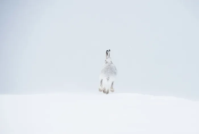 Framed Print : Mountain hare (Lepus timidus) in winter coat, running across snow, Cairngorms National Park, Scotland, UK. February Framed Print : Mountain hare (Lepus timidus) in winter coat, running across snow, Cairngorms National Park, Scotland, UK. February