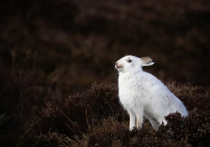 Framed Print : Mountain hare (Lepus timidus) in winter coat, licking its nose, Cairngorms National Park, Scotland, UK. March Framed Print : Mountain hare (Lepus timidus) in winter coat, licking its nose, Cairngorms National Park, Scotland, UK. March