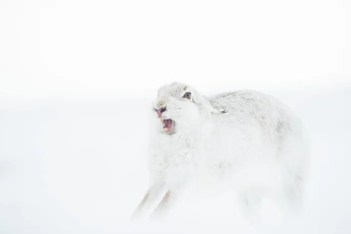 Framed Print : Mountain hare (Lepus timidus) in winter coat, yawning and stretching after waking up, Cairngorms National Park, Scotland, UK. February Framed Print : Mountain hare (Lepus timidus) in winter coat, yawning and stretching after waking up, Cairngorms National Park, Scotland, UK. February
