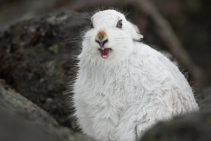 Framed Print : Mountain hare (Lepus timidus) in winter coat, yawning after waking up, Cairngorms National Park, Scotland, UK. February Framed Print : Mountain hare (Lepus timidus) in winter coat, yawning after waking up, Cairngorms National Park, Scotland, UK. February