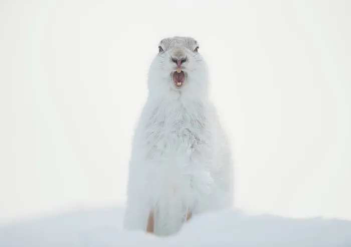 Framed Print : Mountain hare (Lepus timidus) in winter coat, yawning after waking up, Cairngorms National Park, Scotland, UK. February Framed Print : Mountain hare (Lepus timidus) in winter coat, yawning after waking up, Cairngorms National Park, Scotland, UK. February