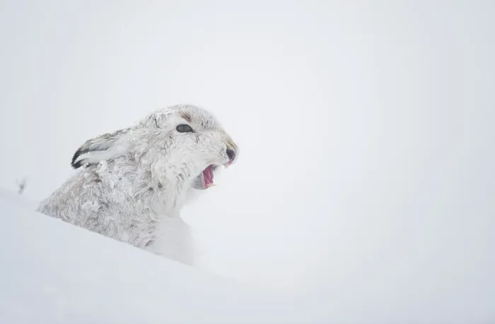 Framed Print : Mountain hare (Lepus timidus) in winter coat, yawning after waking up in deep snow, Cairngorms National Park, Scotland, UK. February Framed Print : Mountain hare (Lepus timidus) in winter coat, yawning after waking up in deep snow, Cairngorms National Park, Scotland, UK. February