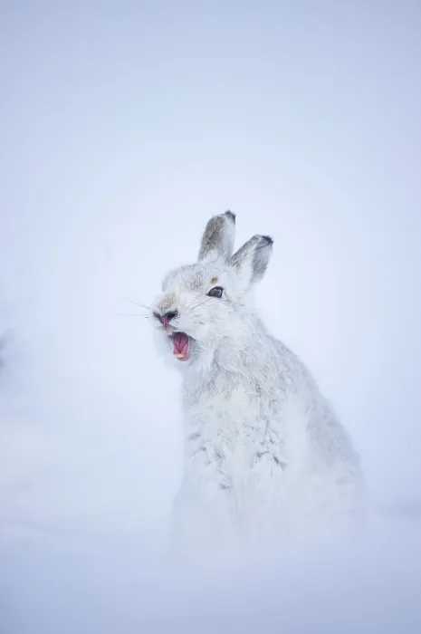 Framed Print : Mountain hare (Lepus timidus) in winter coat, yawning after waking up, Cairngorms National Park, Scotland, UK. February Framed Print : Mountain hare (Lepus timidus) in winter coat, yawning after waking up, Cairngorms National Park, Scotland, UK. February