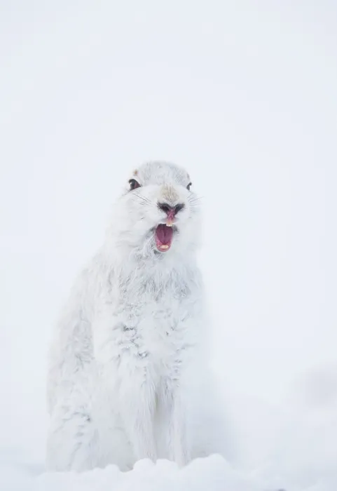 Framed Print : Mountain hare (Lepus timidus) in winter coat, yawning after waking up, Cairngorms National Park, Scotland, UK. February Framed Print : Mountain hare (Lepus timidus) in winter coat, yawning after waking up, Cairngorms National Park, Scotland, UK. February