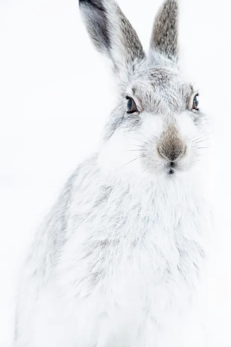 Framed Print : Mountain hare (Lepus timidus) in winter coat, portrait, Findhorn Valley, Scotland, UK. February Framed Print : Mountain hare (Lepus timidus) in winter coat, portrait, Findhorn Valley, Scotland, UK. February