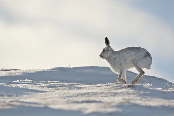 Mountain hare (Lepus timidus) in winter coat running across snow, Scotland, UK, February