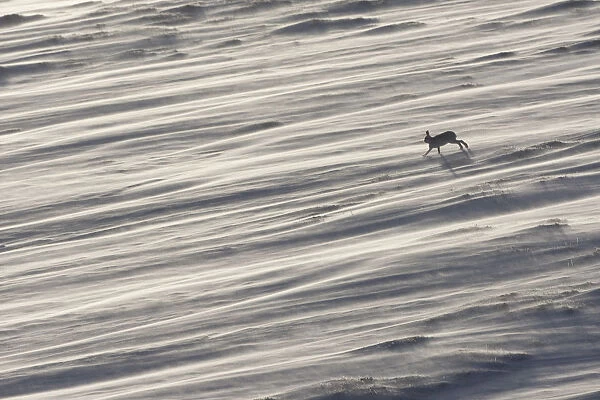 Mountain hare (Lepus timidus) in winter coat running across a snow field, with wind-blown