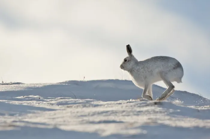 Framed Print : Mountain hare (Lepus timidus) in winter coat running across snow, Scotland, UK, February
