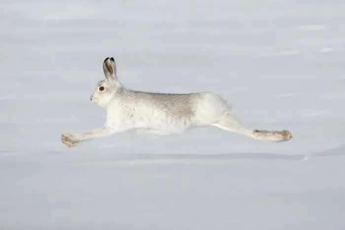 Framed Print : Mountain hare (Lepus timidus) in winter coat running across snow, stretched at full length Framed Print : Mountain hare (Lepus timidus) in winter coat running across snow, stretched at full length