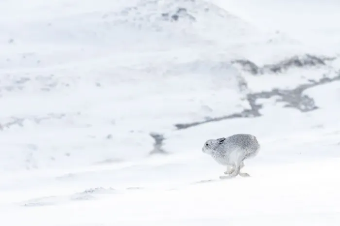 Framed Print : Mountain hare (Lepus timidus) in winter coat running across snow-covered upland, Scotland, UK Framed Print : Mountain hare (Lepus timidus) in winter coat running across snow-covered upland, Scotland, UK