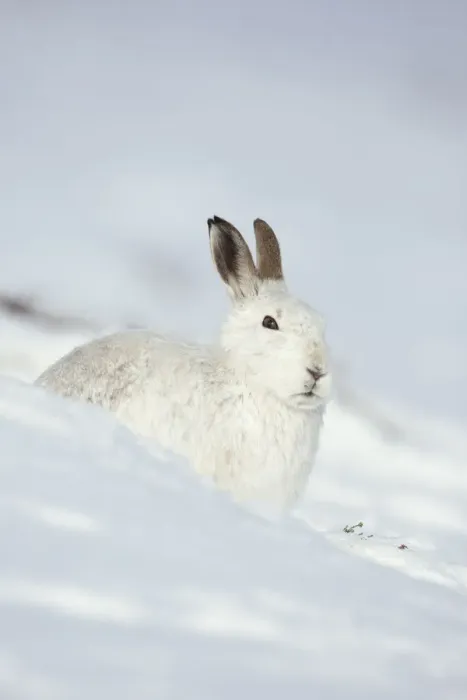 Framed Print : Mountain hare (Lepus timidus) in winter coat sitting in the snow, Scotland, UK, February Framed Print : Mountain hare (Lepus timidus) in winter coat sitting in the snow, Scotland, UK, February