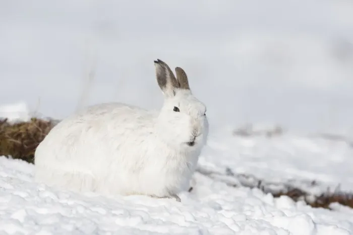 Framed Print : Mountain hare (Lepus timidus) in winter coat in snow, Scotland, UK, February Framed Print : Mountain hare (Lepus timidus) in winter coat in snow, Scotland, UK, February