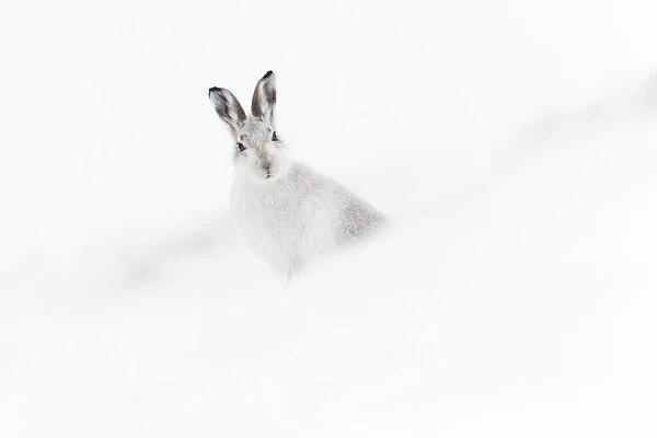 Mountain hare (Lepus timidus) in winter pelage sitting on snow, Scotland, UK, February