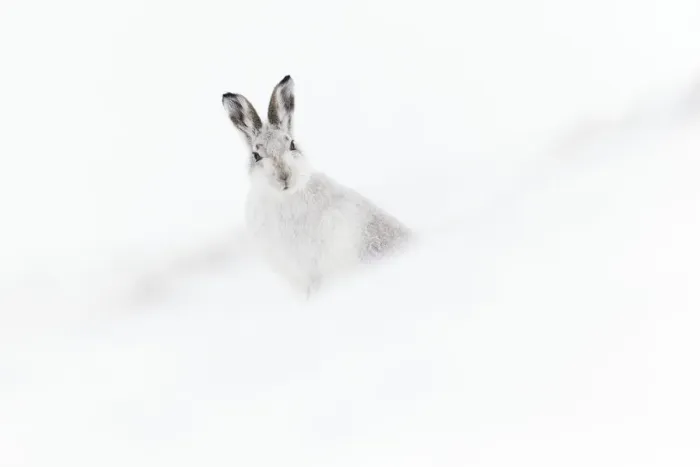 Framed Print : Mountain hare (Lepus timidus) in winter pelage sitting on snow, Scotland, UK, February Framed Print : Mountain hare (Lepus timidus) in winter pelage sitting on snow, Scotland, UK, February