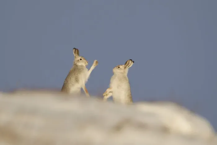 Framed Print : Mountain Hares (Lepus timidus) boxing in winter. Cairngorms National Park, Scotland, UK, January Framed Print : Mountain Hares (Lepus timidus) boxing in winter. Cairngorms National Park, Scotland, UK, January