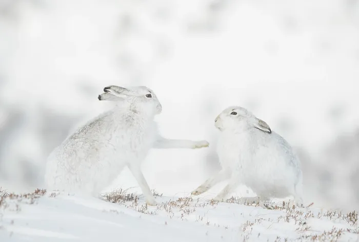 Framed Print : Mountain hares (Lepus timidus) pair, sparring during courtship, Cairngorms National Park, Scotland, UK. February Framed Print : Mountain hares (Lepus timidus) pair, sparring during courtship, Cairngorms National Park, Scotland, UK. February