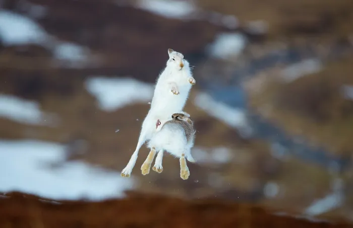 Framed Print : Mountain hares (Lepus timidus) pair, leaping high into the air in a display of boxing behaviour during courtship, Cairngorms National Park, Scotland, UK. February Framed Print : Mountain hares (Lepus timidus) pair, leaping high into the air in a display of boxing behaviour during courtship, Cairngorms National Park, Scotland, UK. February