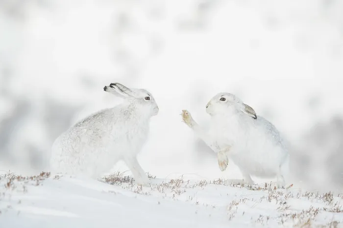 Framed Print : Mountain hares (Lepus timidus) pair, sparring during courtship, Cairngorms National Park, Scotland, UK. February Framed Print : Mountain hares (Lepus timidus) pair, sparring during courtship, Cairngorms National Park, Scotland, UK. February