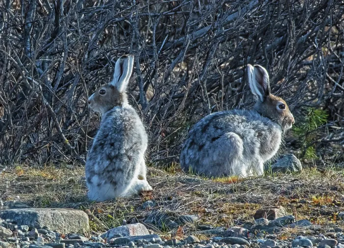 Framed Print : Mountain hares (Lepus timidus) pair, moulting out of winter coat in mating season, Ivalo River, Pokka, Lapland, Finland. May Framed Print : Mountain hares (Lepus timidus) pair, moulting out of winter coat in mating season, Ivalo River, Pokka, Lapland, Finland. May