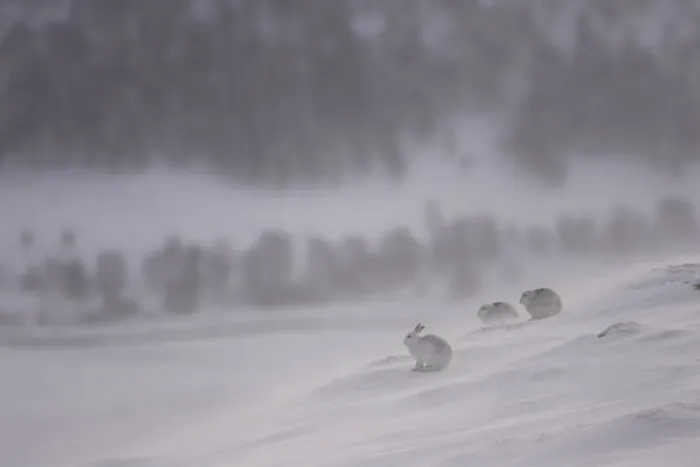 Framed Print : Mountain hares (Lepus timidus) resting in the snow in winter, Cairngorms National Park Framed Print : Mountain hares (Lepus timidus) resting in the snow in winter, Cairngorms National Park