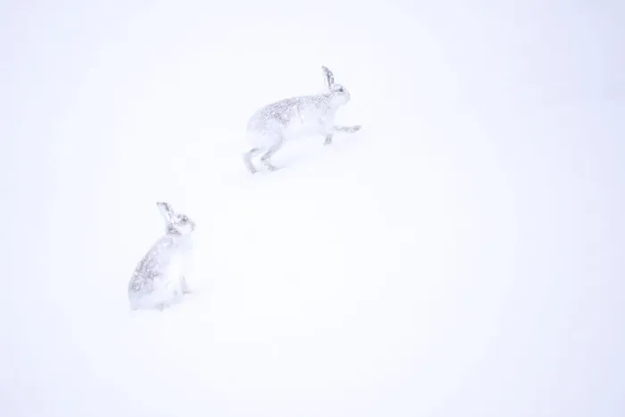 Framed Print : Two Mountain hares (Lepus timidus) running in deep snow, Monadhliath Mountains, Highlands, Scotland, UK. March Framed Print : Two Mountain hares (Lepus timidus) running in deep snow, Monadhliath Mountains, Highlands, Scotland, UK. March