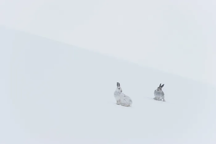 Framed Print : Two Mountain hares (Lepus timidus) sitting on a snow slope high in the mountains. The one on left in winter coat, the other hare is darker and predominantly in summer coat Framed Print : Two Mountain hares (Lepus timidus) sitting on a snow slope high in the mountains. The one on left in winter coat, the other hare is darker and predominantly in summer coat