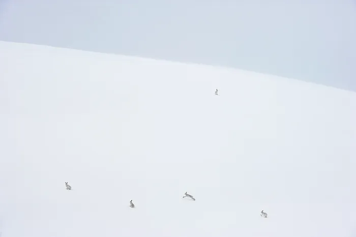 Framed Print : Five Mountain hares (Lepus timidus) on a snow slope high in the mountains, Cairngorms National Park, Scotland, UK. February Framed Print : Five Mountain hares (Lepus timidus) on a snow slope high in the mountains, Cairngorms National Park, Scotland, UK. February