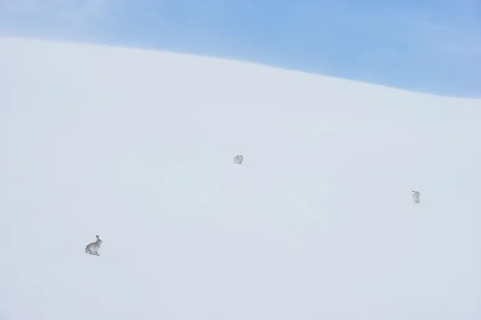 Framed Print : Three Mountain hares (Lepus timidus) on a snow slope high in the mountains, one on left transitioning to summer coat, Cairngorms National Park, Scotland, UK. February Framed Print : Three Mountain hares (Lepus timidus) on a snow slope high in the mountains, one on left transitioning to summer coat, Cairngorms National Park, Scotland, UK. February