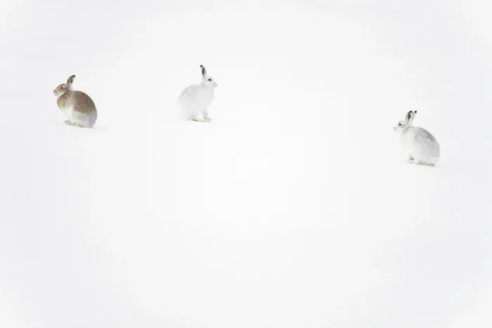 Framed Print : Three Mountain hares (Lepus timidus) on a snow slope high in the mountains, two on the right in winter coat, one on the left transitioning to summer coat