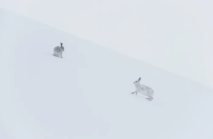 Framed Print : Two Mountain hares (Lepus timidus) on a snow slope high in the mountains. The one on right is in white winter coat, the other hare is darker and predominantly in summer coat Framed Print : Two Mountain hares (Lepus timidus) on a snow slope high in the mountains. The one on right is in white winter coat, the other hare is darker and predominantly in summer coat