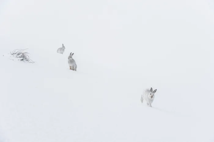 Framed Print : Three Mountain hares (Lepus timidus) on a snow slope high in the mountains in a blizzard Framed Print : Three Mountain hares (Lepus timidus) on a snow slope high in the mountains in a blizzard