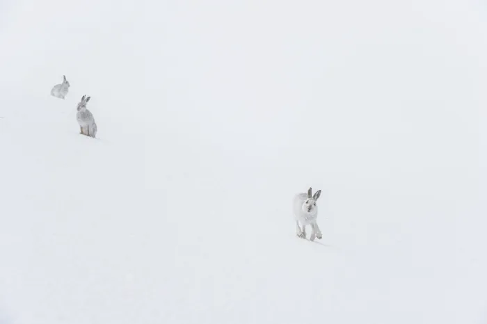 Framed Print : Three Mountain hares (Lepus timidus) on a snow slope high in the mountains in a blizzard Framed Print : Three Mountain hares (Lepus timidus) on a snow slope high in the mountains in a blizzard