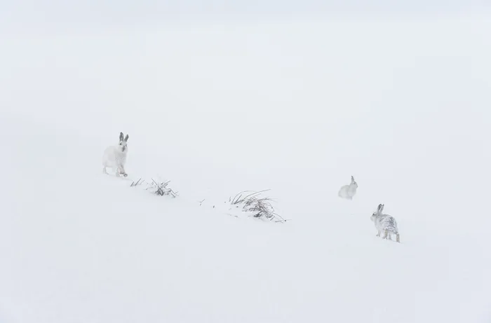 Framed Print : Three Mountain hares (Lepus timidus) on a snow slope high in the mountains in a blizzard Framed Print : Three Mountain hares (Lepus timidus) on a snow slope high in the mountains in a blizzard