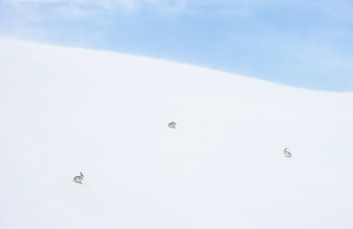 Framed Print : Three Mountain hares (Lepus timidus) in winter coat, sitting on vast ice field high in the mountains, Cairngorms National Park, Scotland, UK. February Framed Print : Three Mountain hares (Lepus timidus) in winter coat, sitting on vast ice field high in the mountains, Cairngorms National Park, Scotland, UK. February