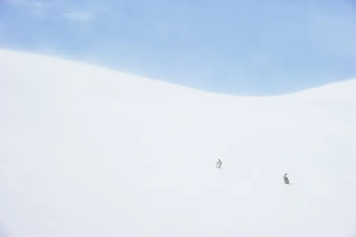 Framed Print : Two Mountain hares (Lepus timidus) in winter coat, sitting on ice field, high in the mountains, Cairngorms National Park, Scotland, UK. February Framed Print : Two Mountain hares (Lepus timidus) in winter coat, sitting on ice field, high in the mountains, Cairngorms National Park, Scotland, UK. February