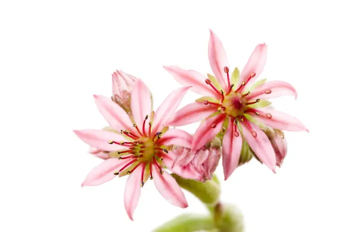 Framed Print : Mountain houseleek (Sempervivum montanum) close-up of two flowers, Fliess, Naturpark Kaunergrat Framed Print : Mountain houseleek (Sempervivum montanum) close-up of two flowers, Fliess, Naturpark Kaunergrat