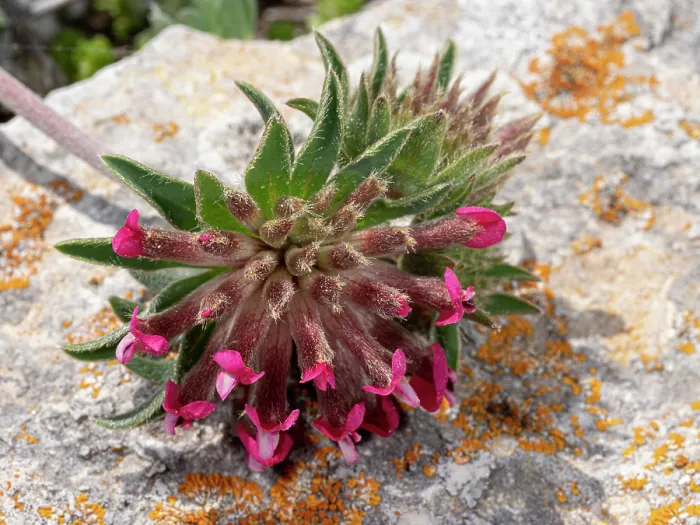 Framed Print : Mountain kidney vetch (Anthyllis montana) in flower on limestone rock, Gargano, Puglia, Italy. April Framed Print : Mountain kidney vetch (Anthyllis montana) in flower on limestone rock, Gargano, Puglia, Italy. April